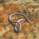 Image of Boulenger's Caecilian