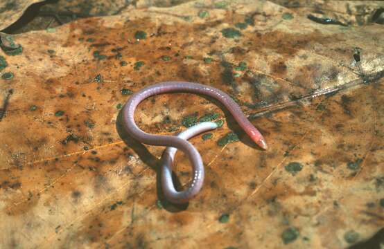 Image of Boulenger's Caecilians