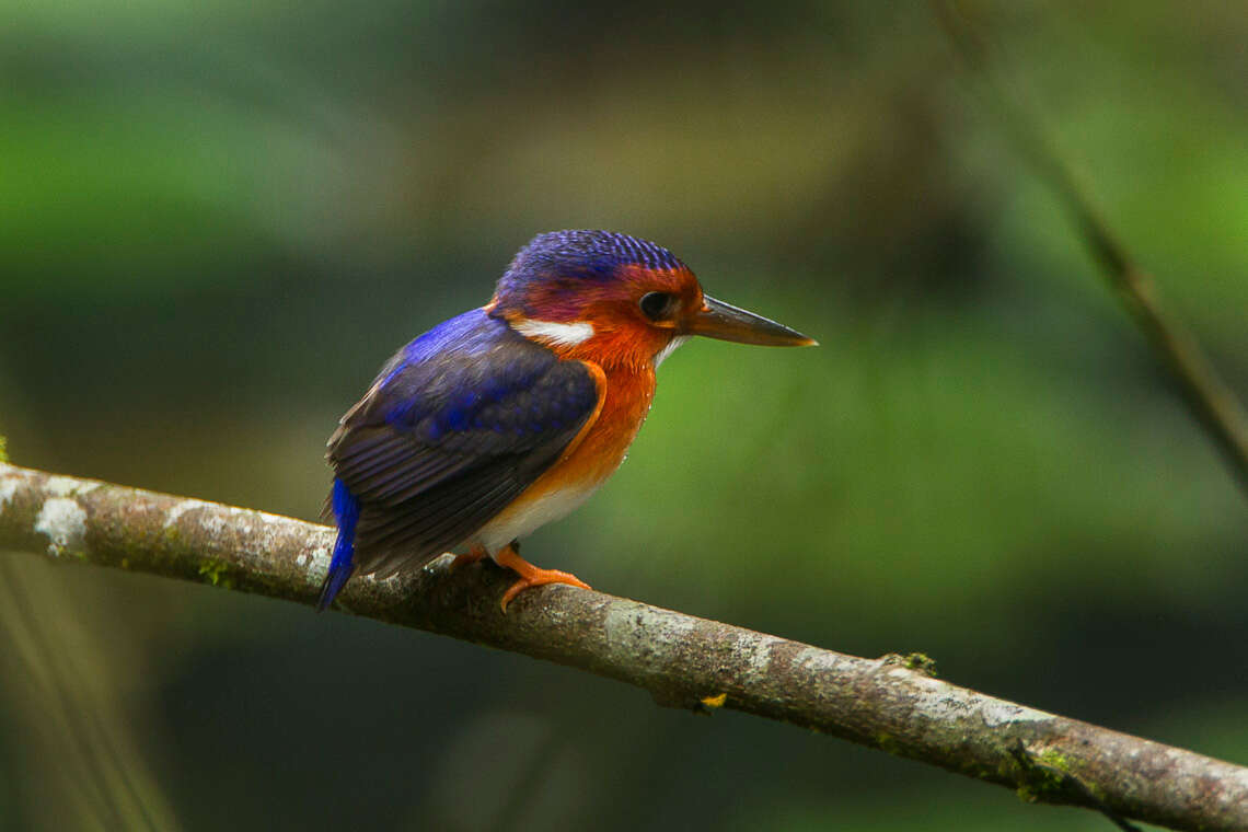 Image of White-bellied Kingfisher