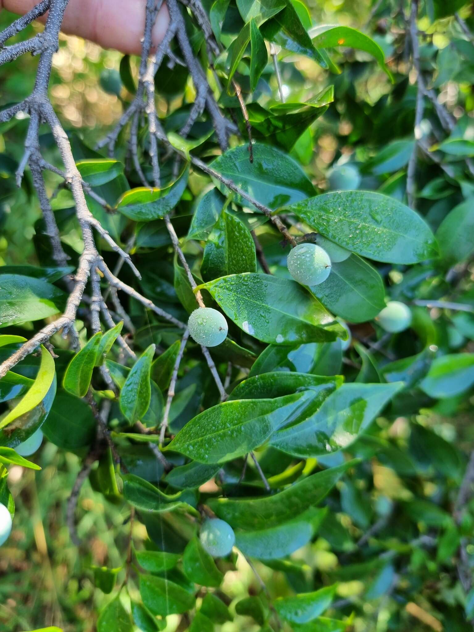 Image of Blue bitter-berry