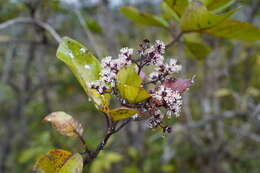 Image of Nuxia verticillata Lam.