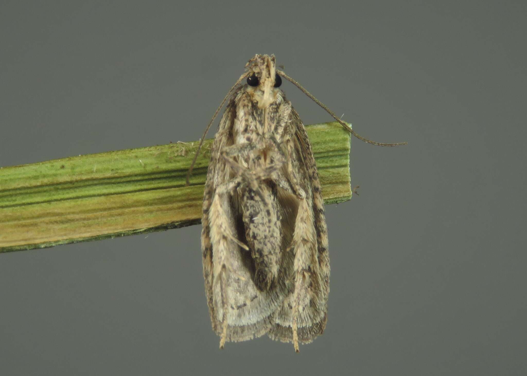 Image of Agonopterix propinquella Treitschke 1835