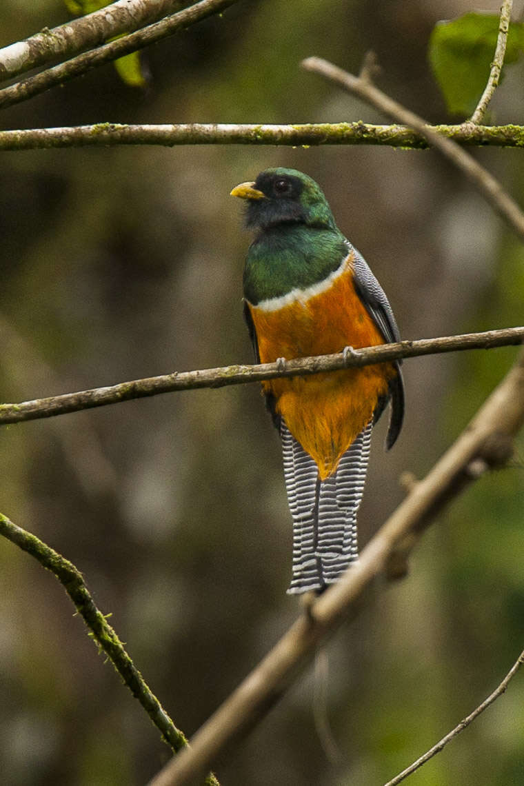 Image of Trogon aurantiiventris