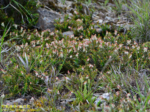 Image of Gaultheria borneensis Stapf