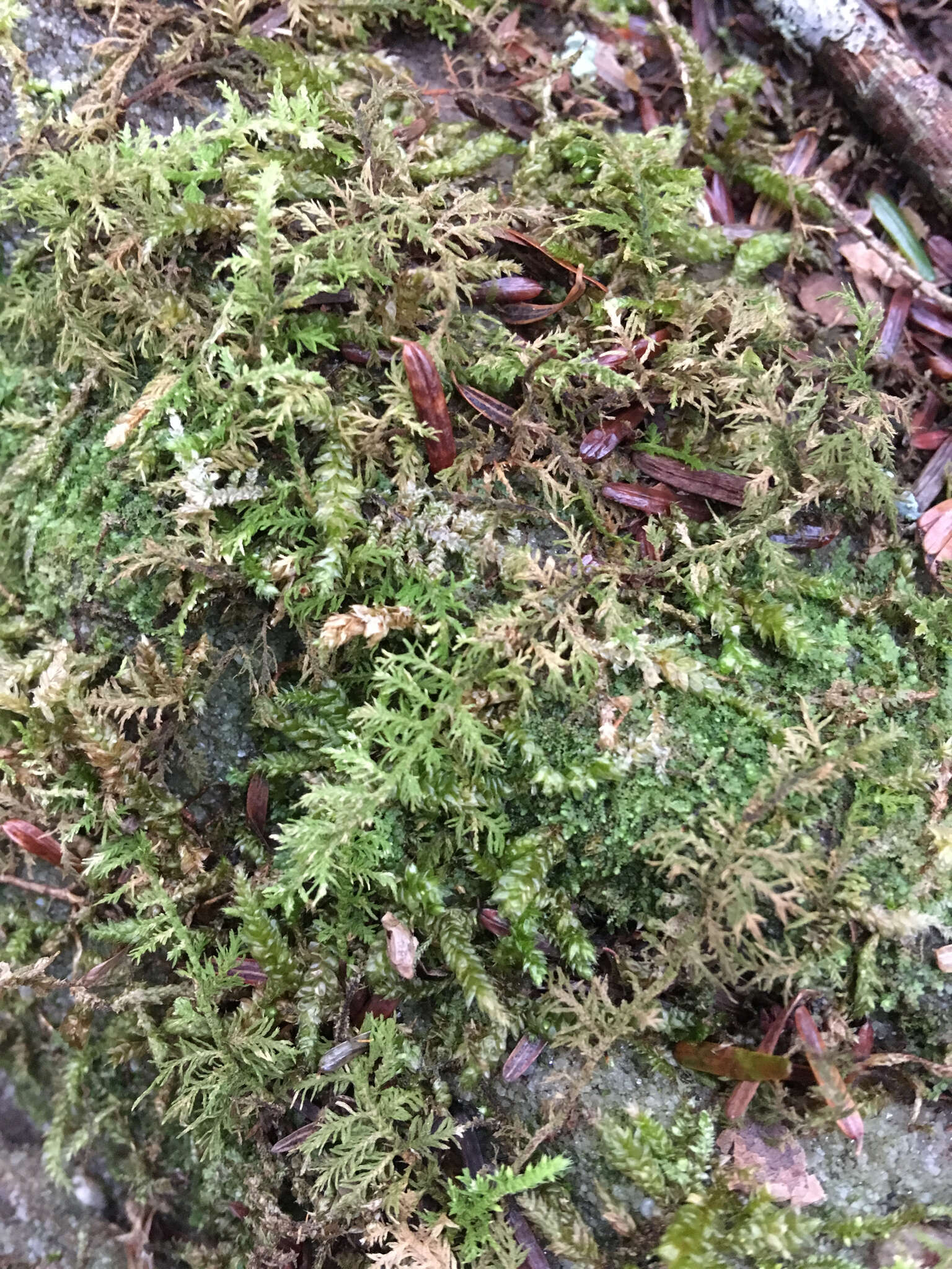 Image of delicate thuidium moss