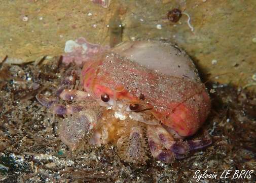 Image of Prideaux's hermit crab