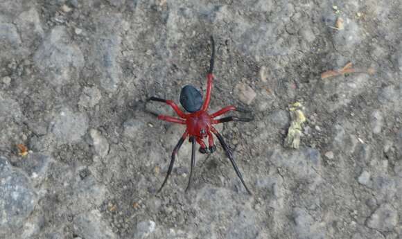 Image of Red-and-black spider