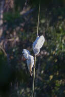 Image of Umbrella Cockatoo