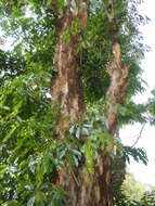 Image of Amboyna Wood