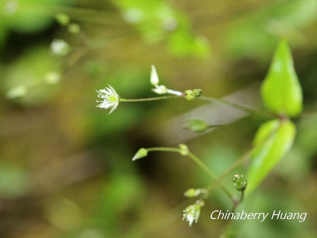 Image of Stellaria reticulivena Hayata