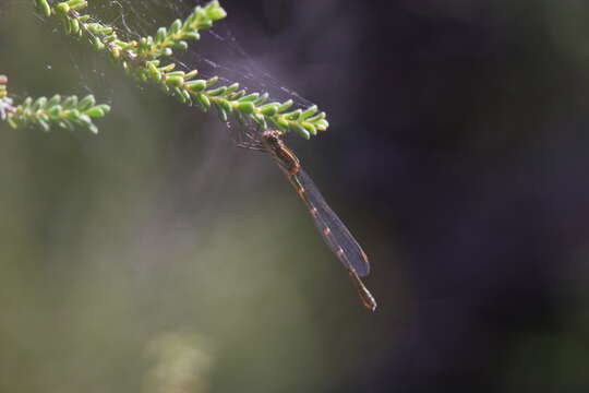 Image of Austrolestes aleison Watson & Moulds 1979