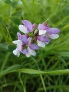 Imagem de Lathyrus venosus Willd.