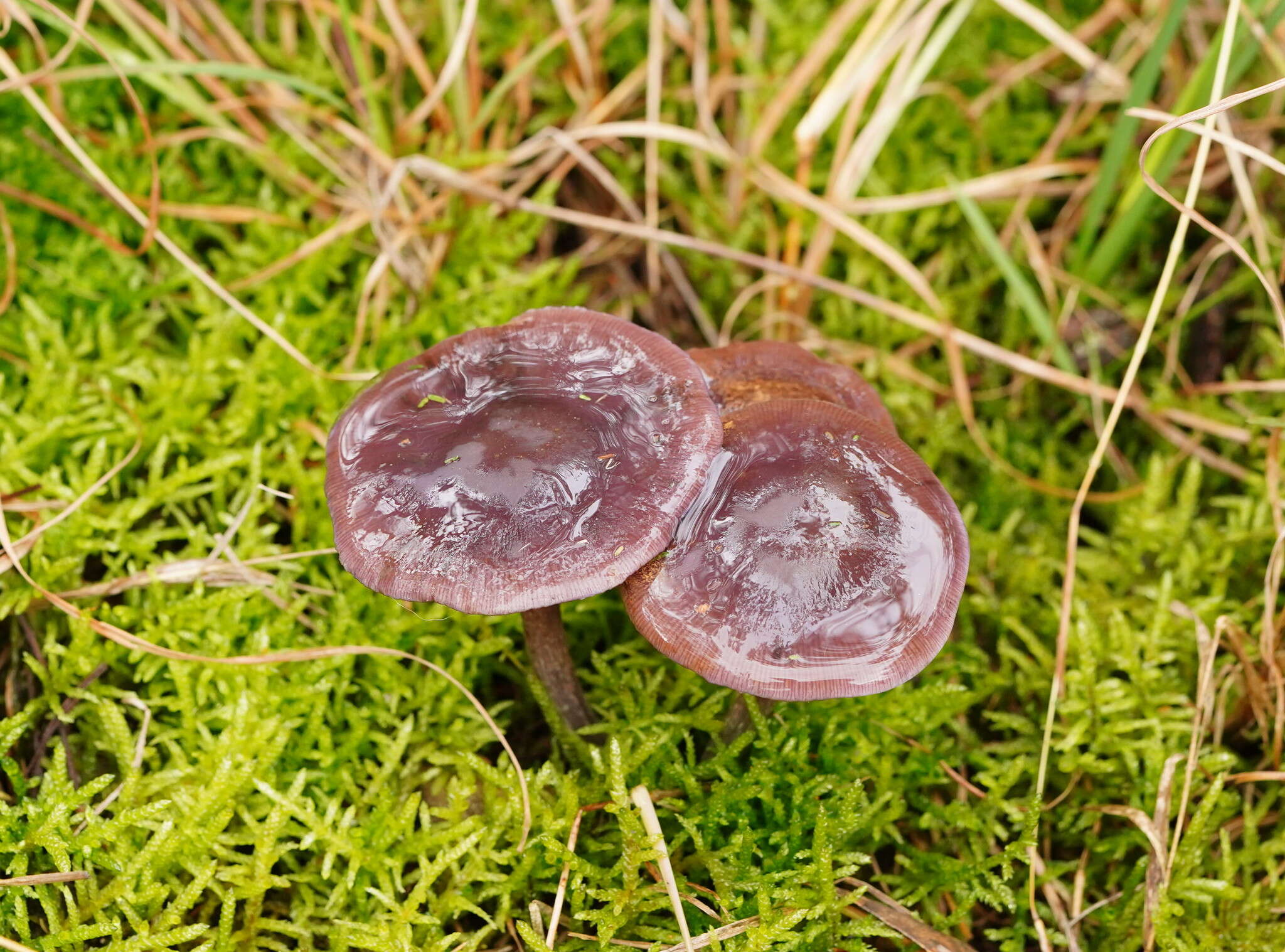 Image of Thaxterogaster submagellanicus (Gasparini) Niskanen & Liimat.