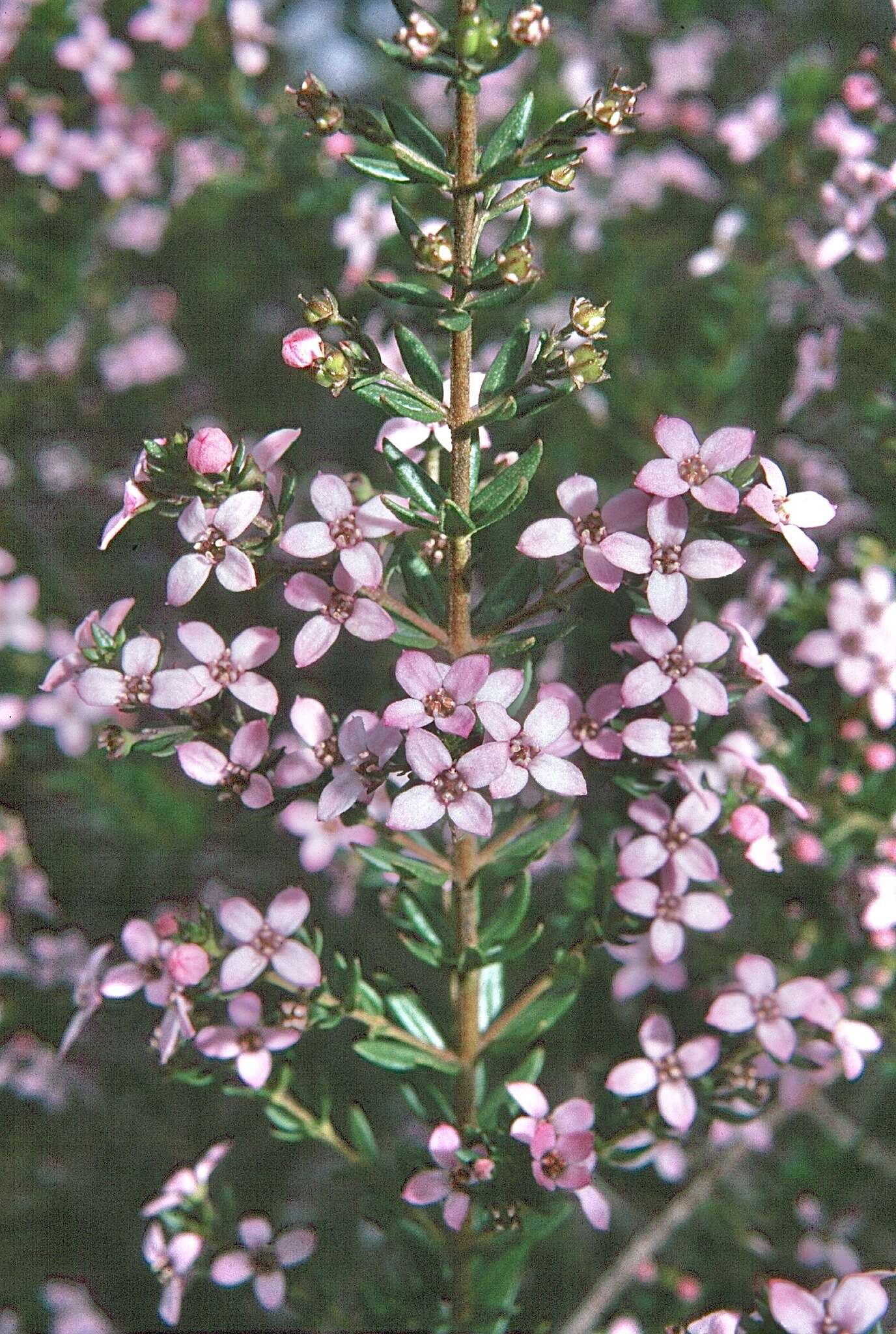 Image of Zieria aspalathoides A. Cunn. ex Benth.