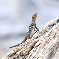 Image of Baja Blue Rock Lizard