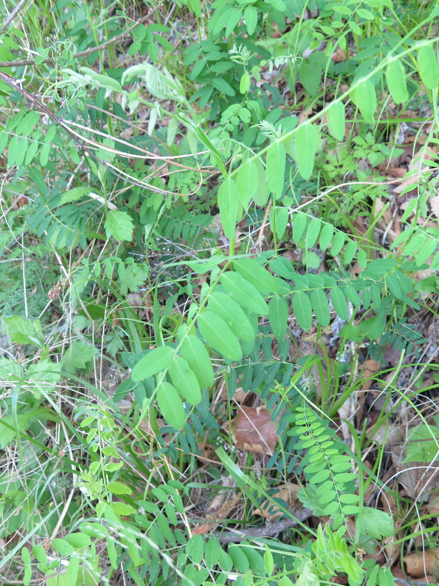 Sivun Vicia woroschilovii N. S. Pavlova kuva