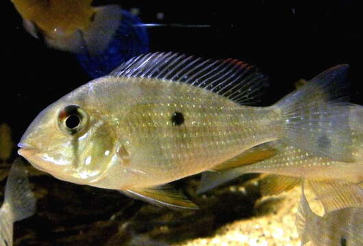 Image of Acarichthys
