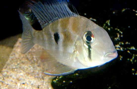 Image of Acarichthys