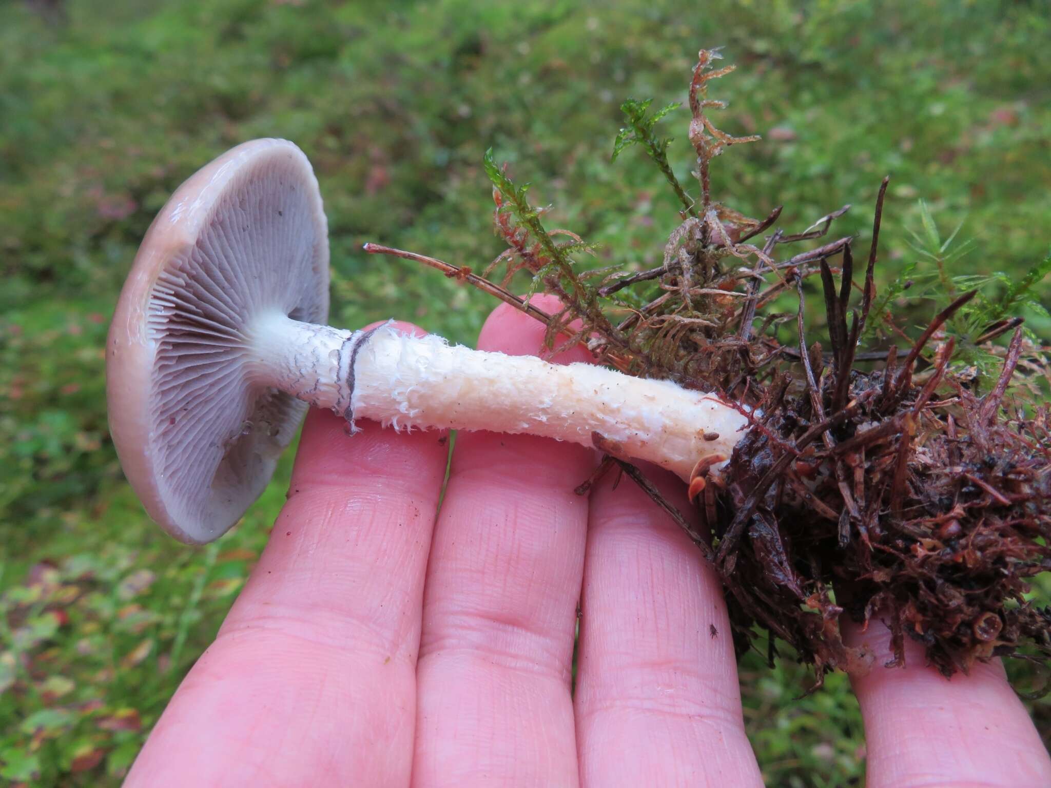 Image of Stropharia hornemannii (Fr.) S. Lundell & Nannf. 1934