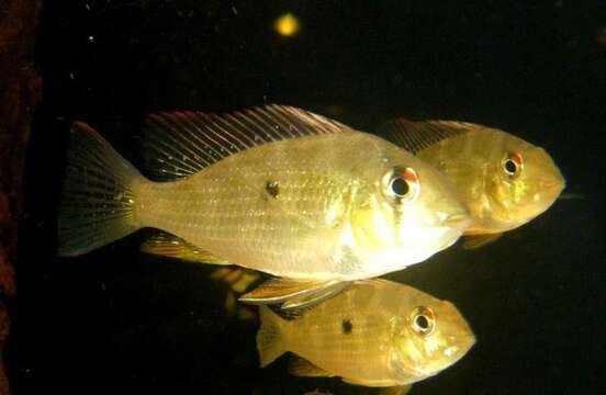 Image of Acarichthys