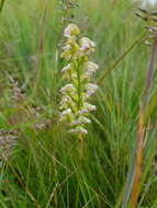 Image of Disperis renibractea Schltr.