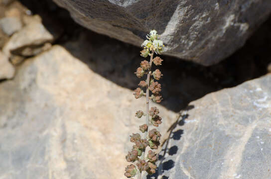 Image of Reseda glauca L.