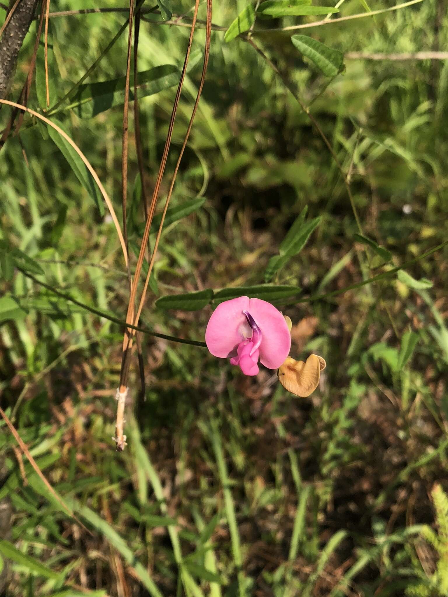 Image of pink fuzzybean