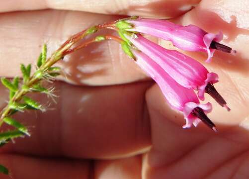 Image of Erica embothriifolia var. longiflora H. Bol.