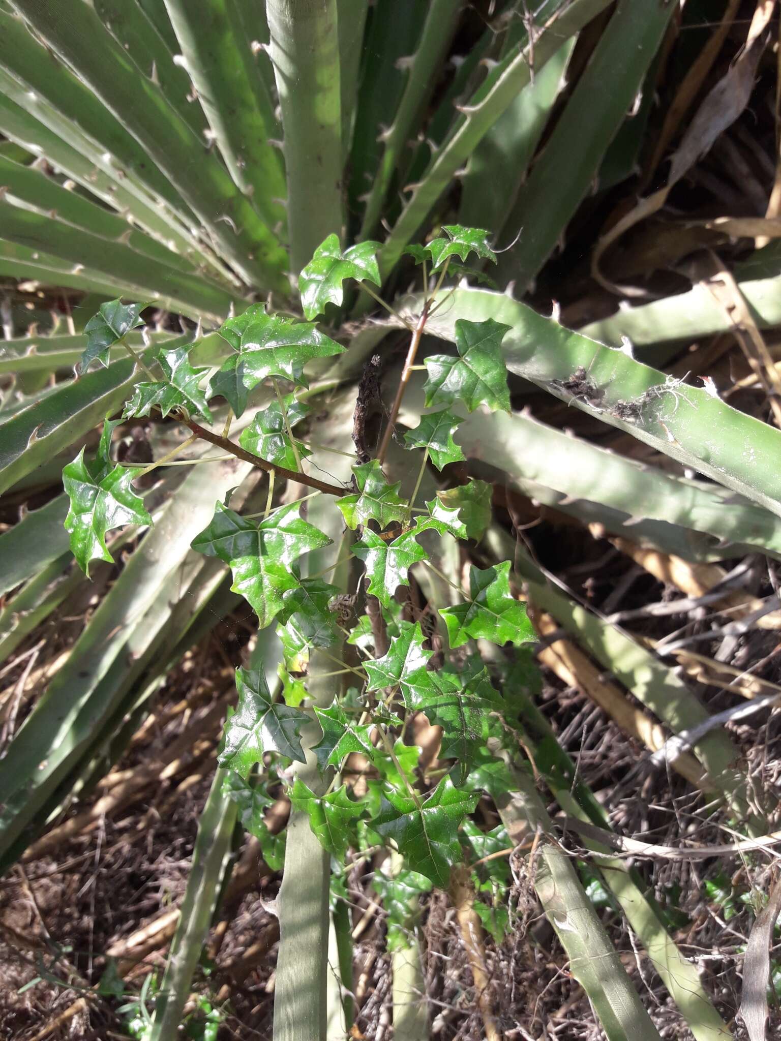 Image of Vasconcellea chilensis Planch.