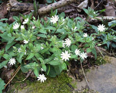 Image of star chickweed