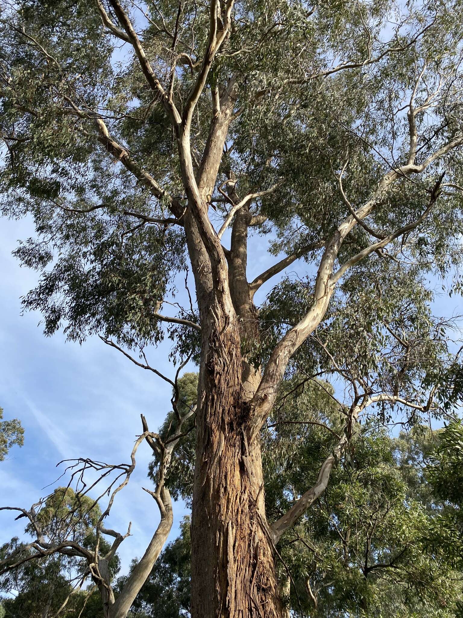 Eucalyptus melliodora A. Cunn. ex Schauer resmi