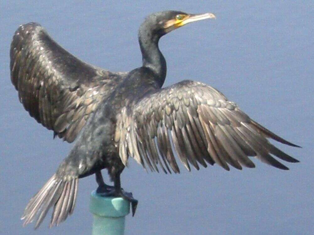 Image of Black Shag