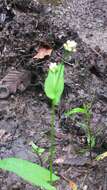 Persicaria sagittata (L.) H. Gross resmi