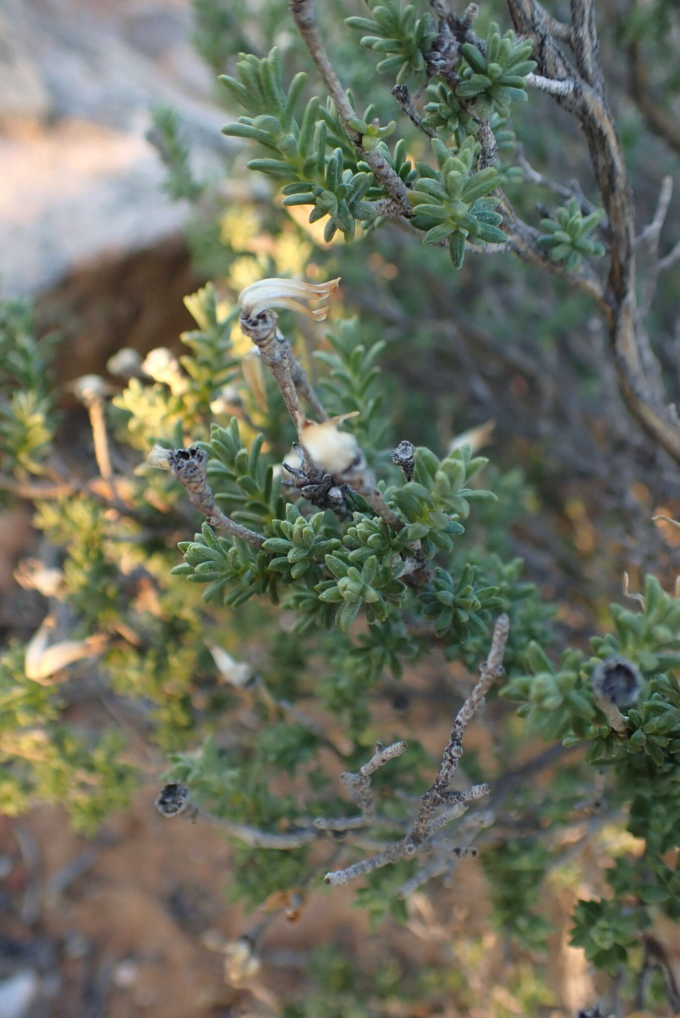 Imagem de Pteronia ciliata Thunb.