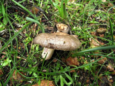 Image of Lactarius cistophilus Bon & Trimbach 1978