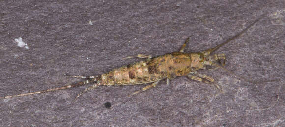 Image of sea bristletail