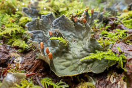 Image of felt lichen