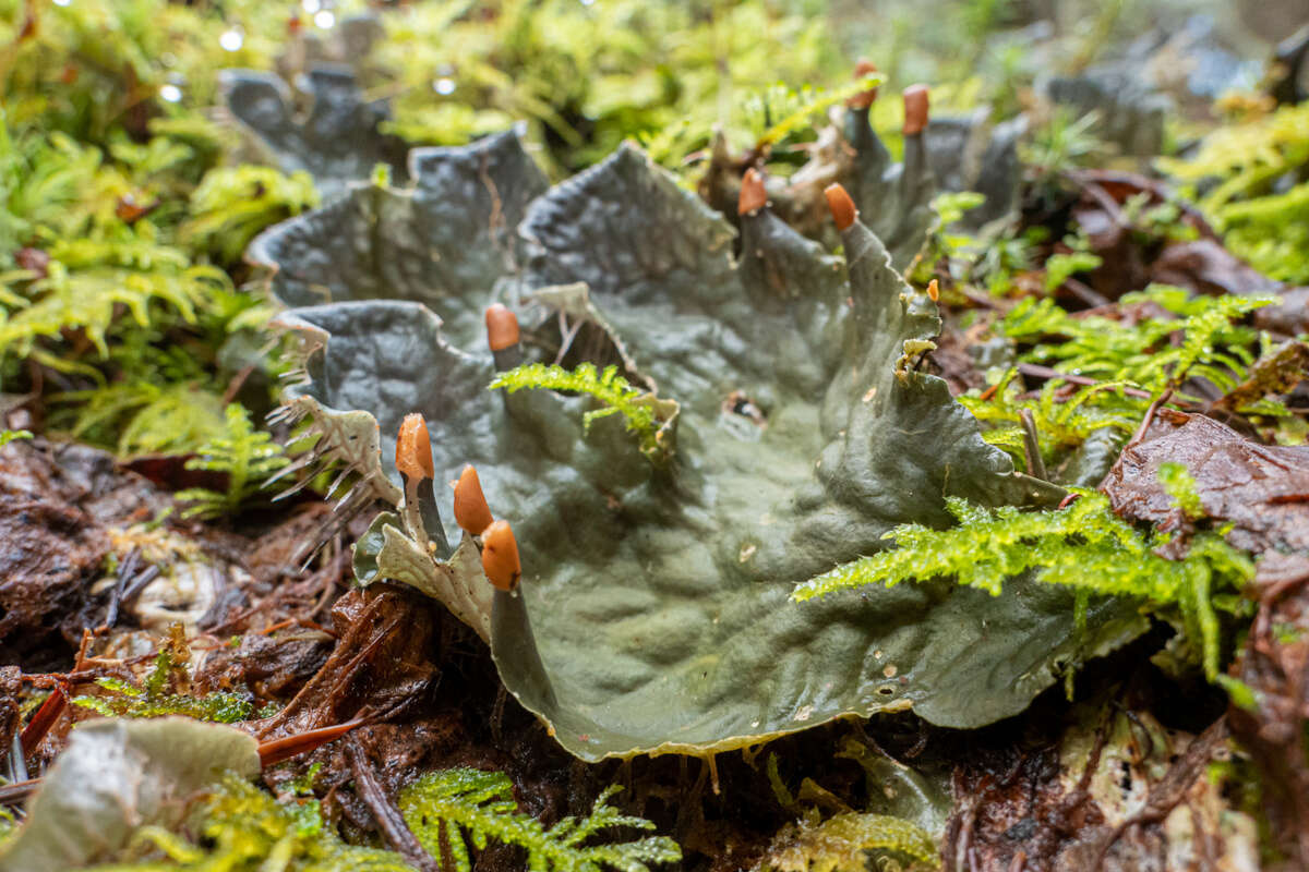 Image of felt lichen