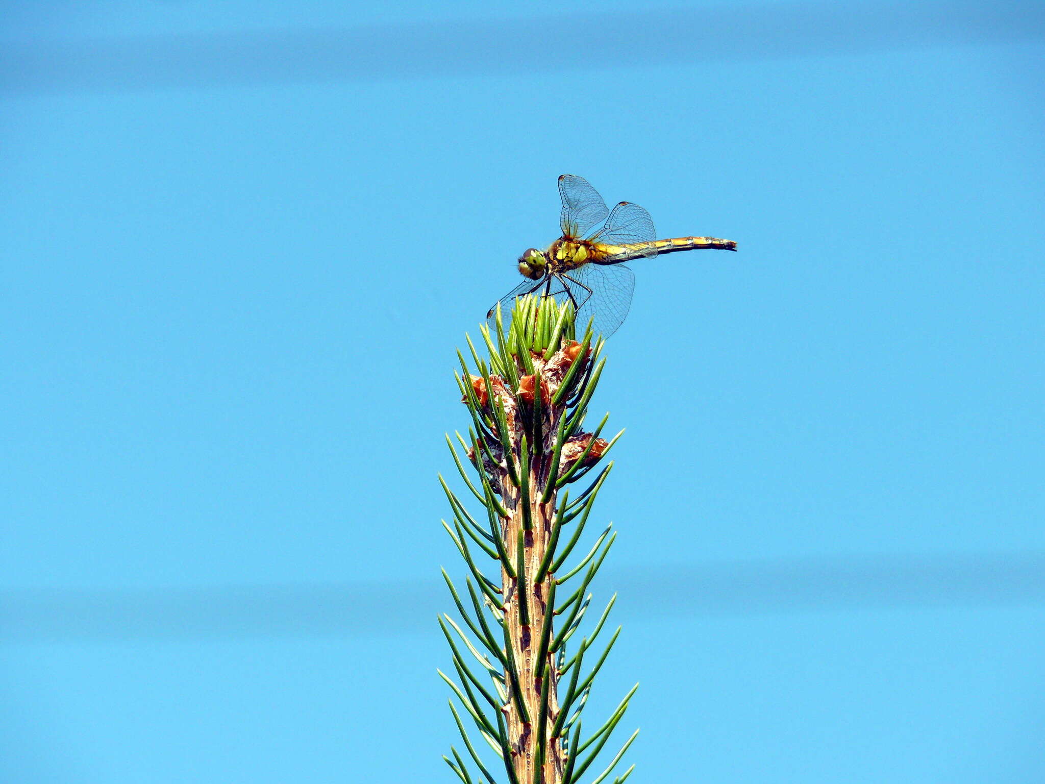 Image of Sympetrum cordulegaster (Selys 1883)