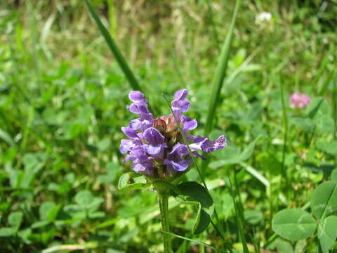 Image of common selfheal