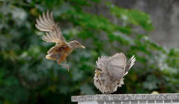 Image of Rufous-bellied Thrush