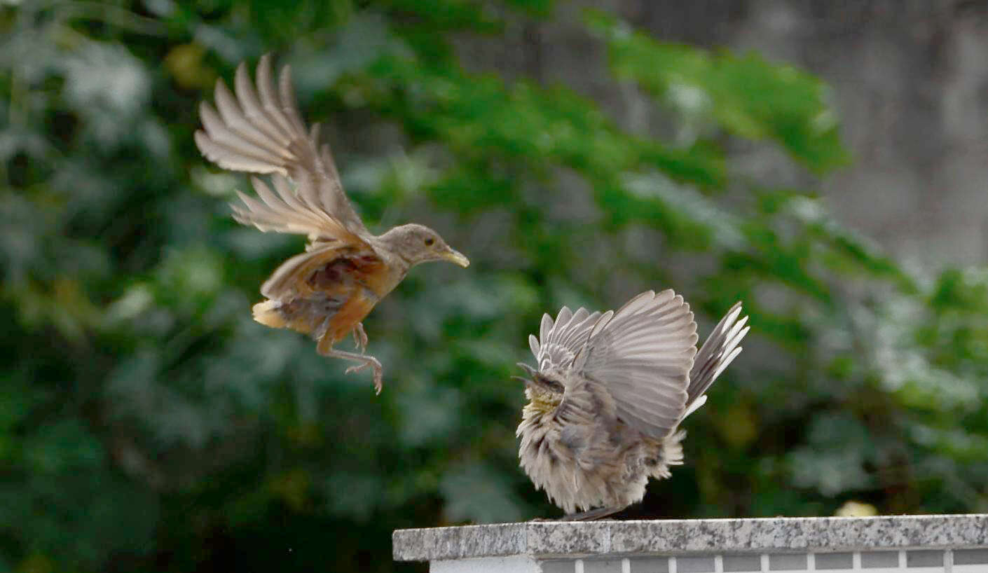 Image of Rufous-bellied Thrush