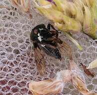 Image of Treehopper