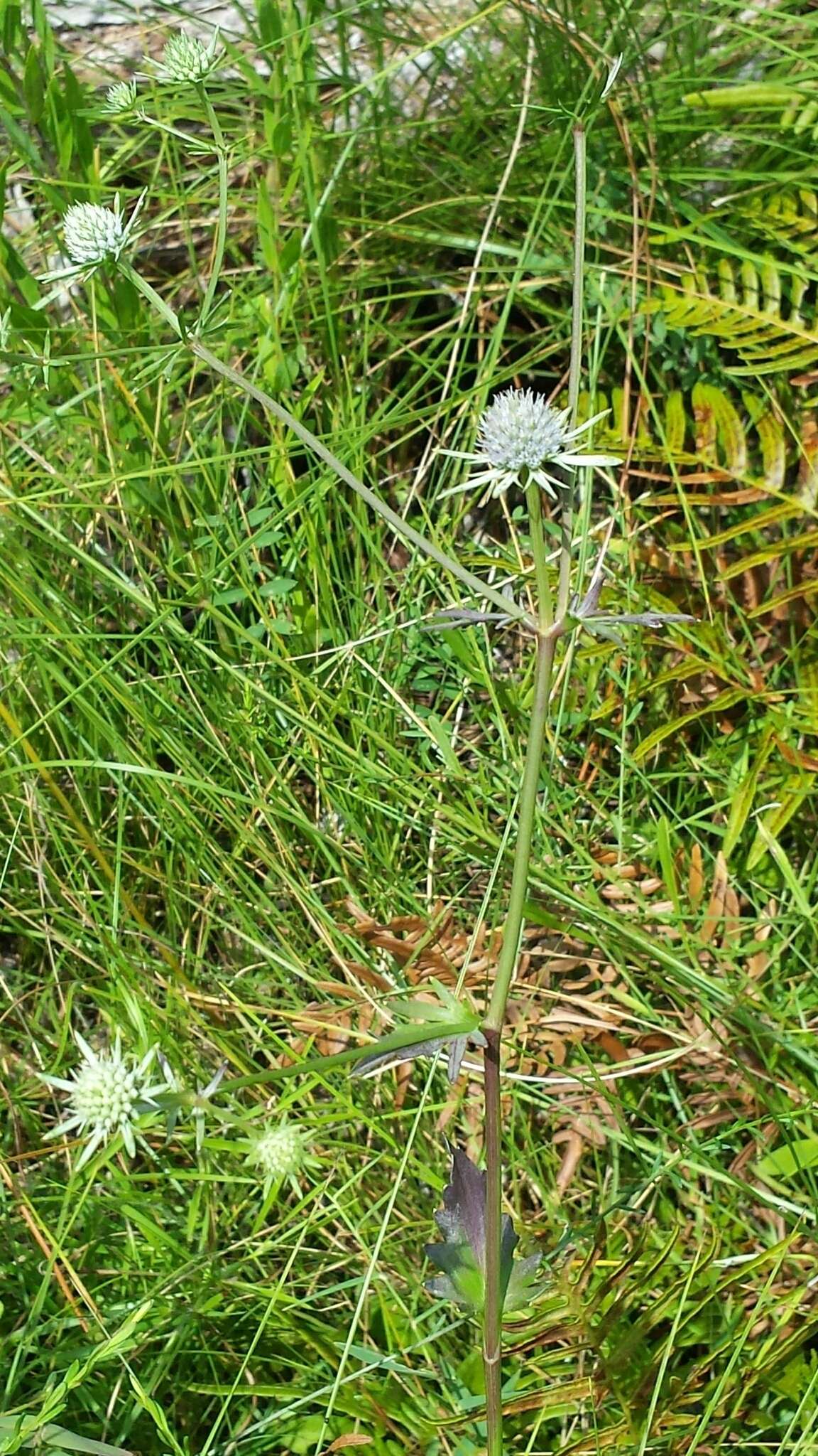 Image de Eryngium integrifolium Walt.