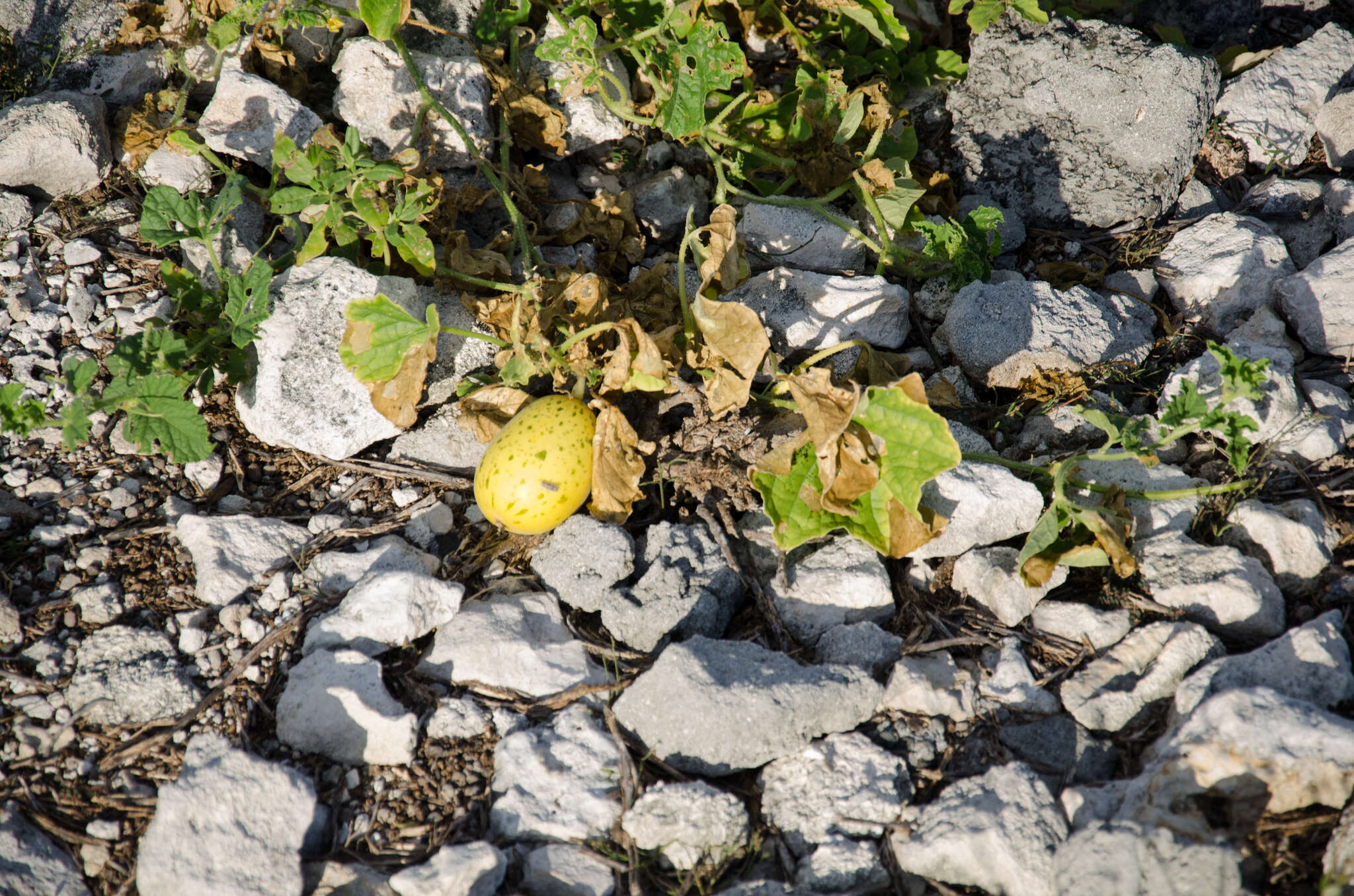 Image of Cucumis melo var. agrestis Naudin