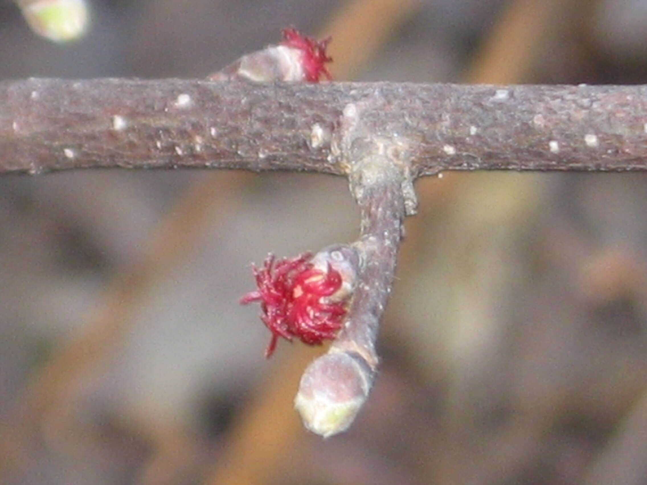 Image of Beaked Hazel