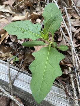 Image of <i>Solanum <i>carolinense</i></i> var. carolinense