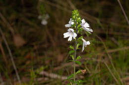 Слика од Euphrasia ramulosa W. R. Barker