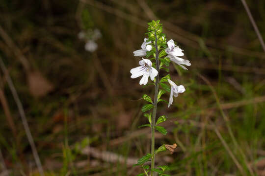 Imagem de Euphrasia ramulosa W. R. Barker