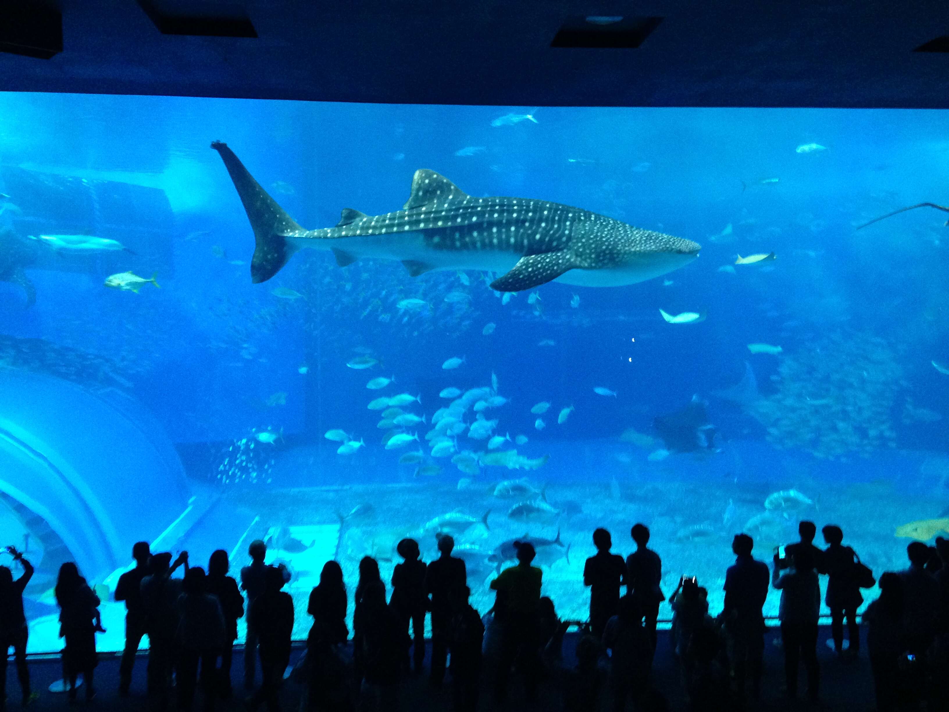 Image of whale sharks